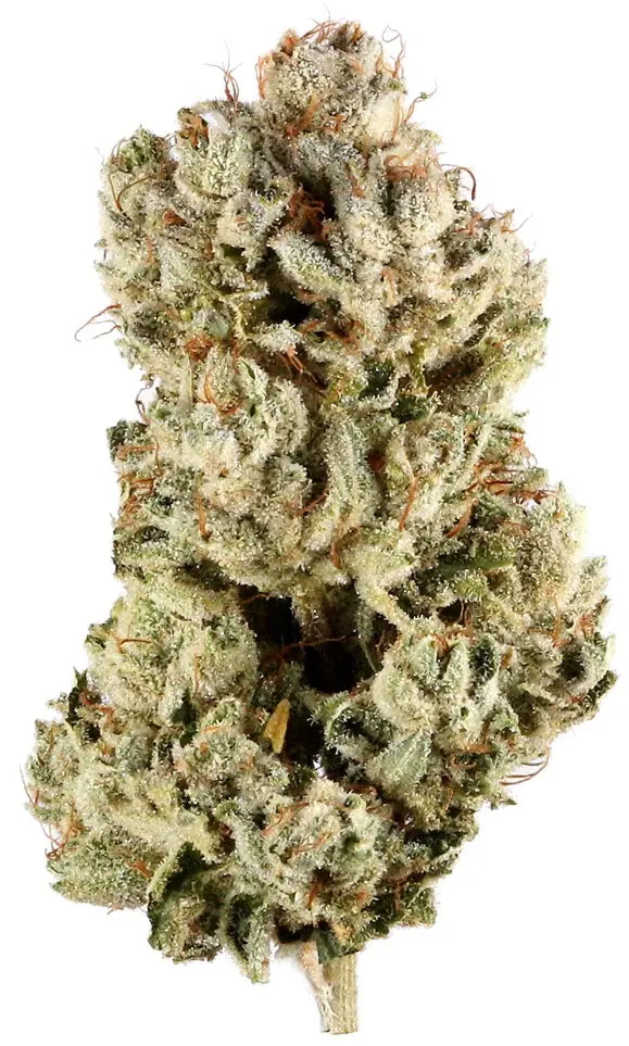 Gorilla Glue
