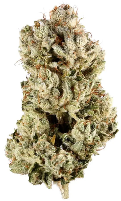 Gorilla Glue