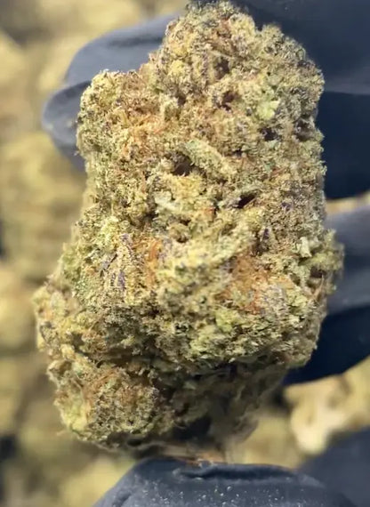 Guava